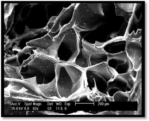 Gelatina Biocompatible: Una Maravilla Para la Ingeniería Tisular y Regenerativa!