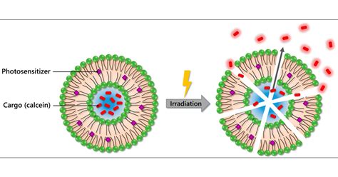 ¿Liposomas: Nanoparticles revolucionarios para la liberación controlada de fármacos?