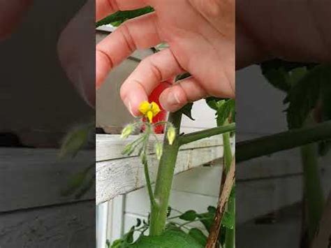 How Long After Tomatoes Flower to Fruit