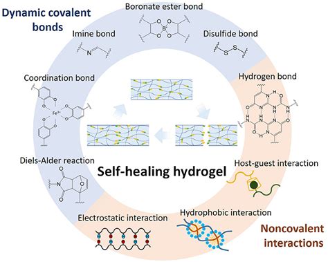  Hidrogel de Poliacrilamida: ¿Un material del futuro para la ingeniería biomédica?