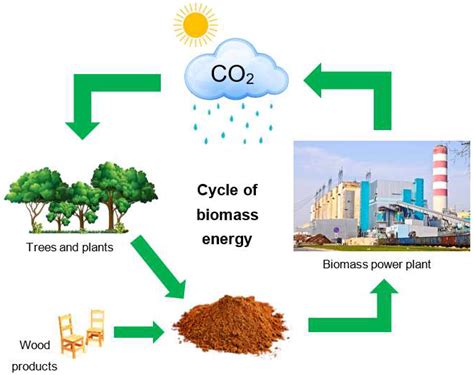 ¿Zumo de Zanahoria para Biocombustibles: La Próxima Generación de Energía Renovable?